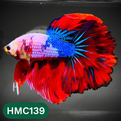 Multicolor Halfmoon Male Betta Fish | Order Directly From Farm | You Pick Fish