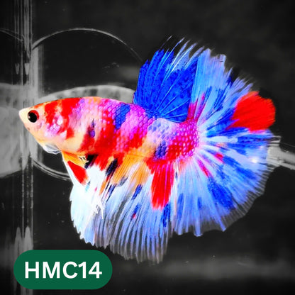 Multicolor Halfmoon Male Betta Fish | High Grade | Order Directly From Farm |  You Pick Fish |