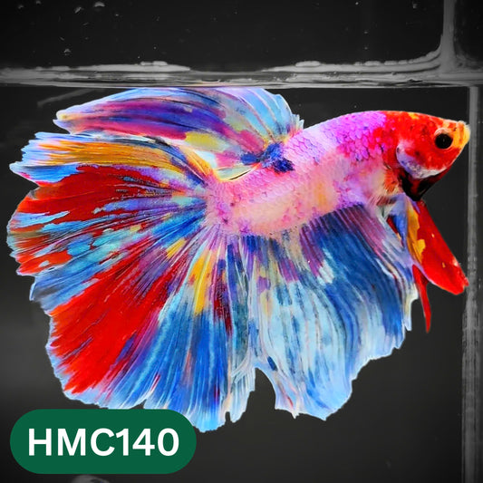 Multicolor Halfmoon Male Betta Fish | Order Directly From Farm | You Pick Fish