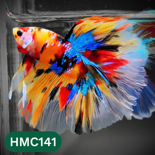 Multicolor Halfmoon Male Betta Fish | Order Directly From Farm | You Pick Fish