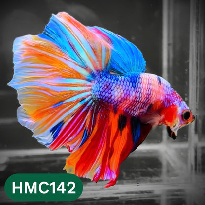 Multicolor Halfmoon Male Betta Fish | Order Directly From Farm | You Pick Fish
