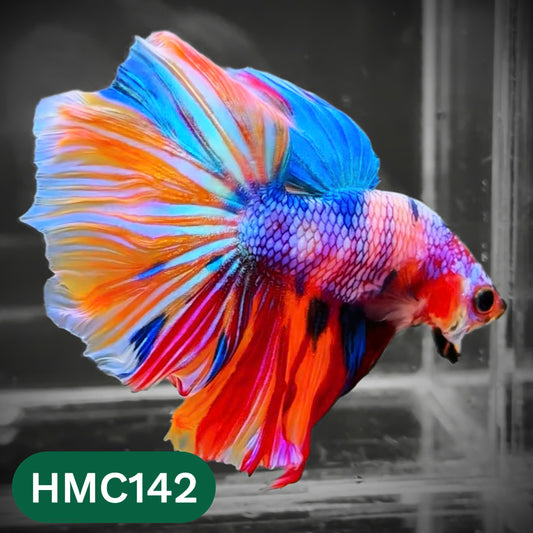 Multicolor Halfmoon Male Betta Fish | Order Directly From Farm | You Pick Fish