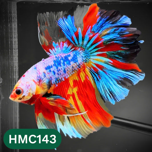 Multicolor Halfmoon Male Betta Fish | Order Directly From Farm | You Pick Fish