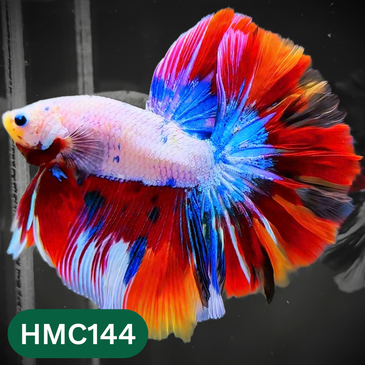 Multicolor Halfmoon Male Betta Fish | Order Directly From Farm | You Pick Fish