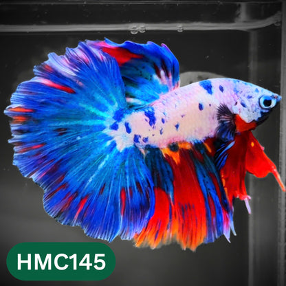 Multicolor Halfmoon Male Betta Fish | Order Directly From Farm | You Pick Fish