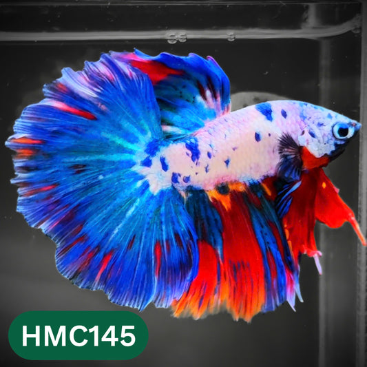 Multicolor Halfmoon Male Betta Fish | Order Directly From Farm | You Pick Fish