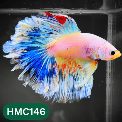 Multicolor Halfmoon Male Betta Fish | Order Directly From Farm | You Pick Fish