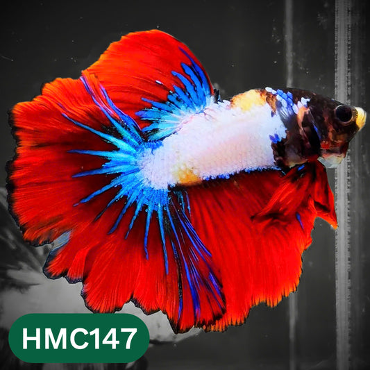 Multicolor Halfmoon Male Betta Fish | Order Directly From Farm | You Pick Fish