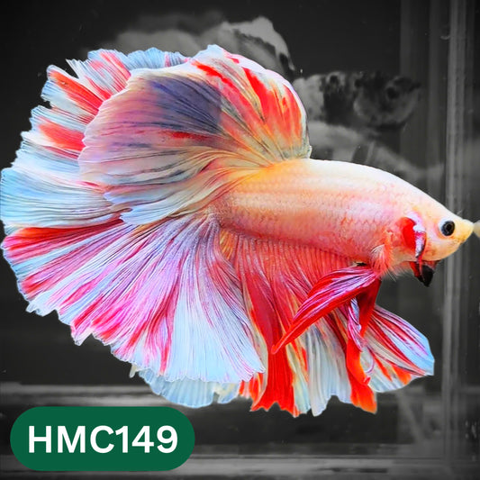 Multicolor Halfmoon Male Betta Fish | Order Directly From Farm | You Pick Fish