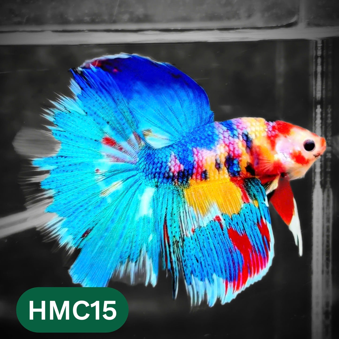Multicolor Halfmoon Male Betta Fish | High Grade | Order Directly From Farm |  You Pick Fish |