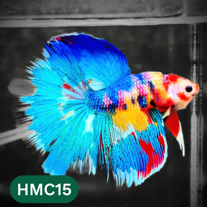 Multicolor Halfmoon Male Betta Fish | High Grade | Order Directly From Farm |  You Pick Fish |