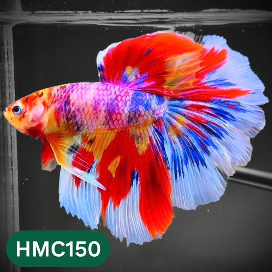 Multicolor Halfmoon Male Betta Fish | Order Directly From Farm | You Pick Fish