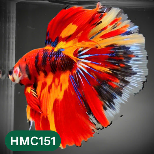 Multicolor Halfmoon Male Betta Fish | Order Directly From Farm | You Pick Fish