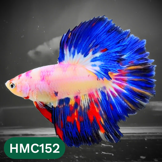Multicolor Halfmoon Male Betta Fish | Order Directly From Farm | You Pick Fish