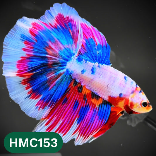 Multicolor Halfmoon Male Betta Fish | Order Directly From Farm | You Pick Fish