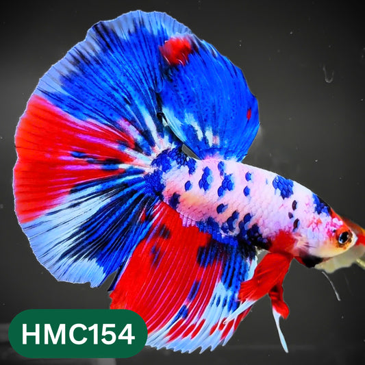 Multicolor Halfmoon Male Betta Fish | Order Directly From Farm | You Pick Fish