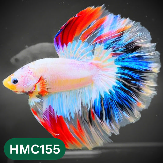 Multicolor Halfmoon Male Betta Fish | Order Directly From Farm | You Pick Fish