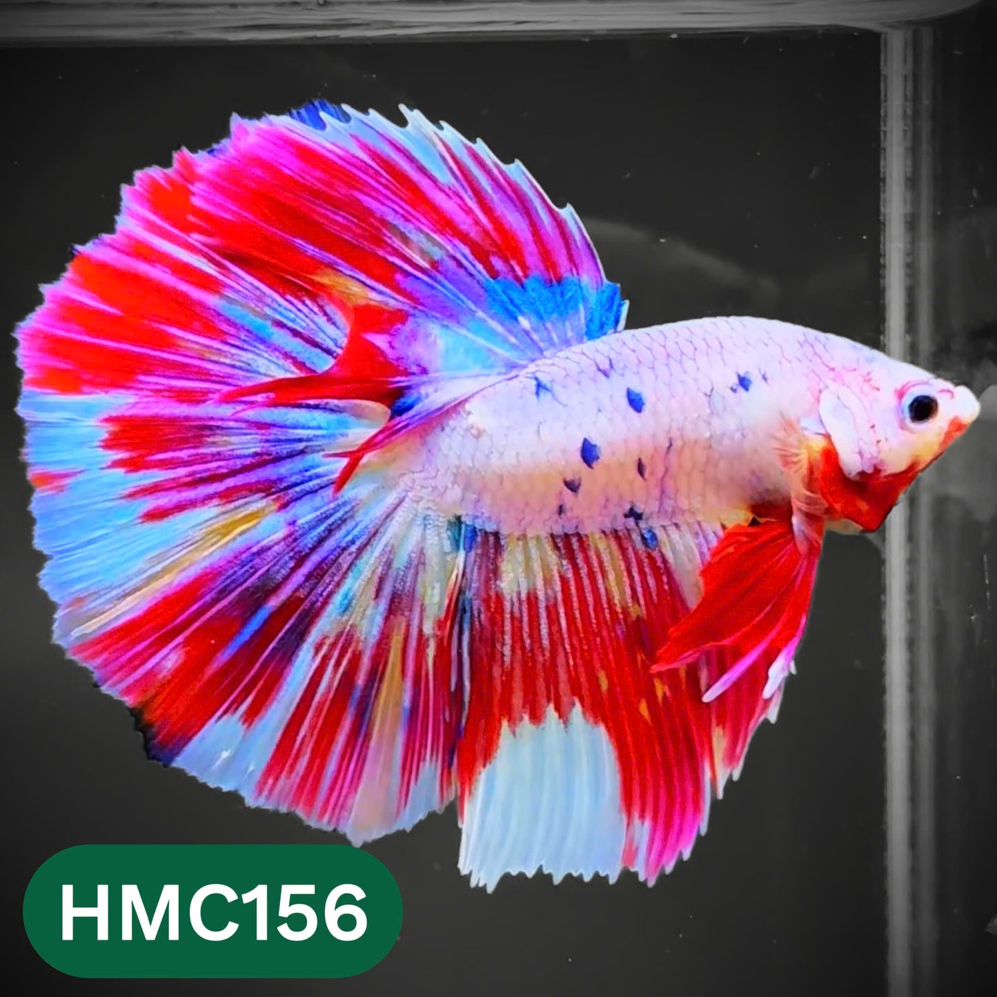 Multicolor Halfmoon Male Betta Fish | Order Directly From Farm | You Pick Fish