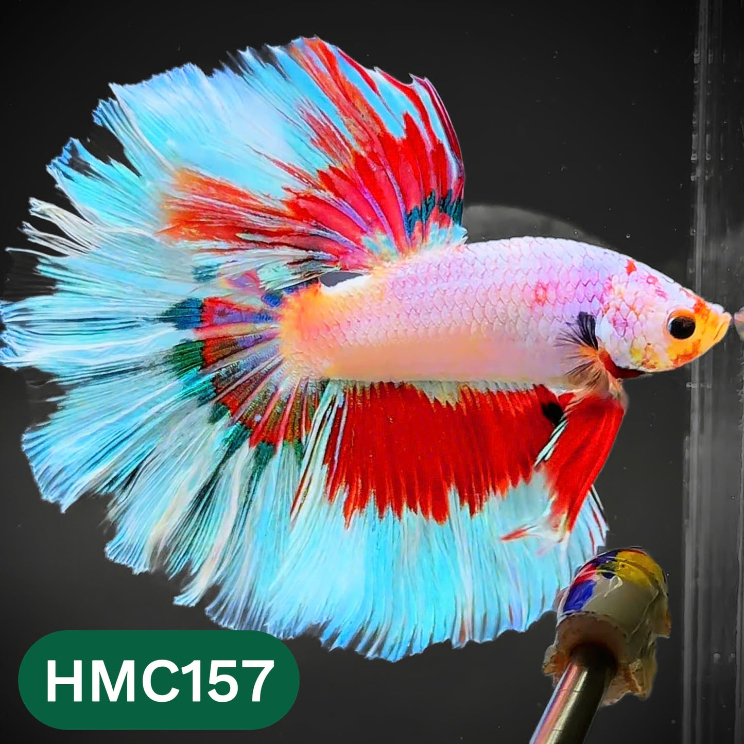 Multicolor Halfmoon Male Betta Fish | Order Directly From Farm | You Pick Fish
