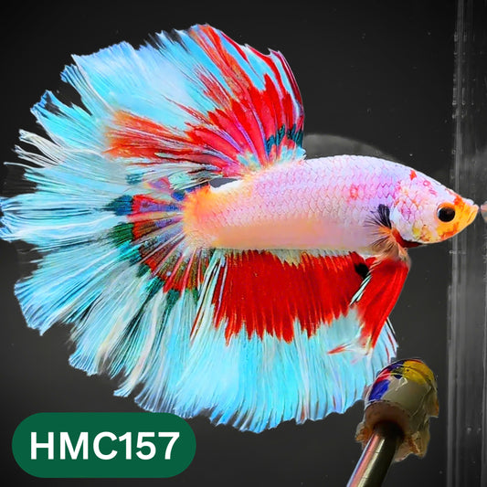 Multicolor Halfmoon Male Betta Fish | Order Directly From Farm | You Pick Fish