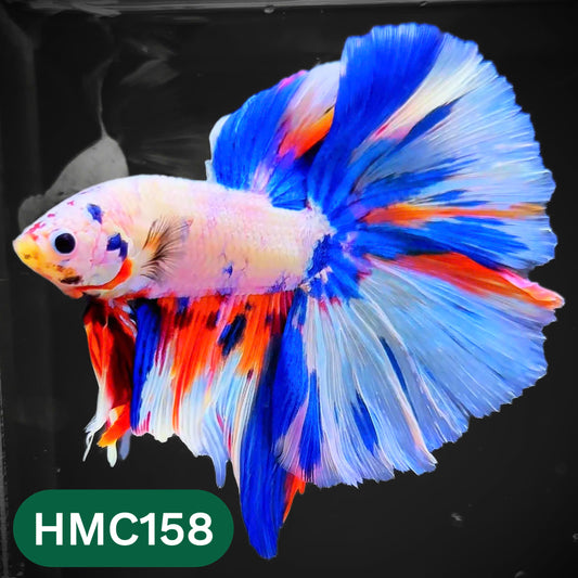 Multicolor Halfmoon Male Betta Fish | Order Directly From Farm | You Pick Fish