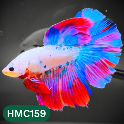 Multicolor Halfmoon Male Betta Fish | Order Directly From Farm | You Pick Fish