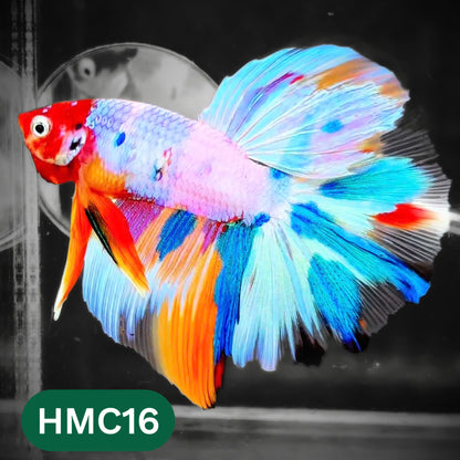 Multicolor Halfmoon Male Betta Fish | High Grade | Order Directly From Farm |  You Pick Fish |