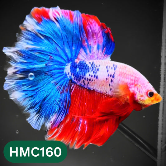 Multicolor Halfmoon Male Betta Fish | Order Directly From Farm | You Pick Fish