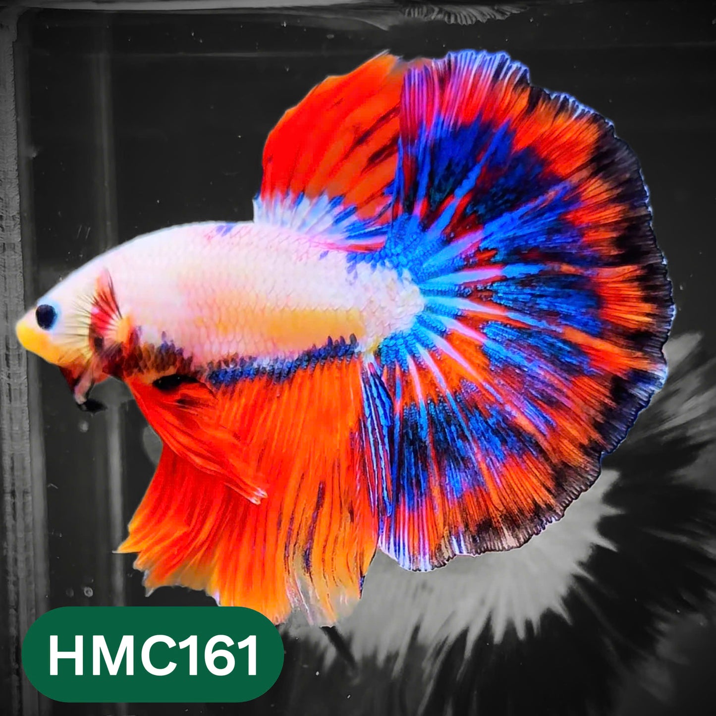 Multicolor Halfmoon Male Betta Fish | Order Directly From Farm | You Pick Fish