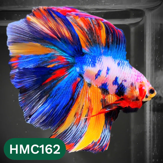 Multicolor Halfmoon Male Betta Fish | Order Directly From Farm | You Pick Fish