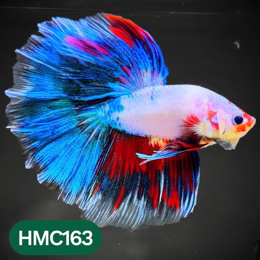 Multicolor Halfmoon Male Betta Fish | Order Directly From Farm | You Pick Fish