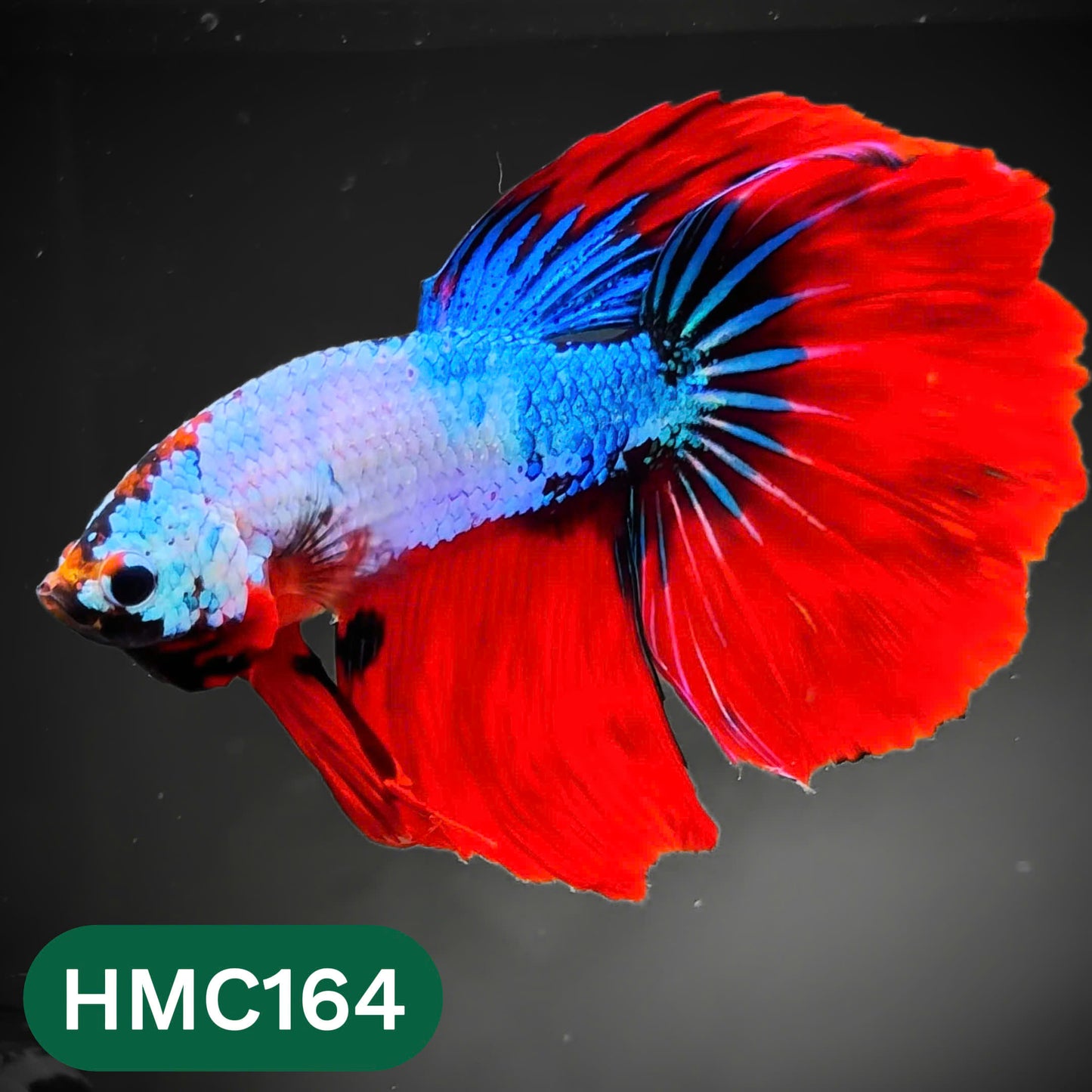 Multicolor Halfmoon Male Betta Fish | Order Directly From Farm | You Pick Fish