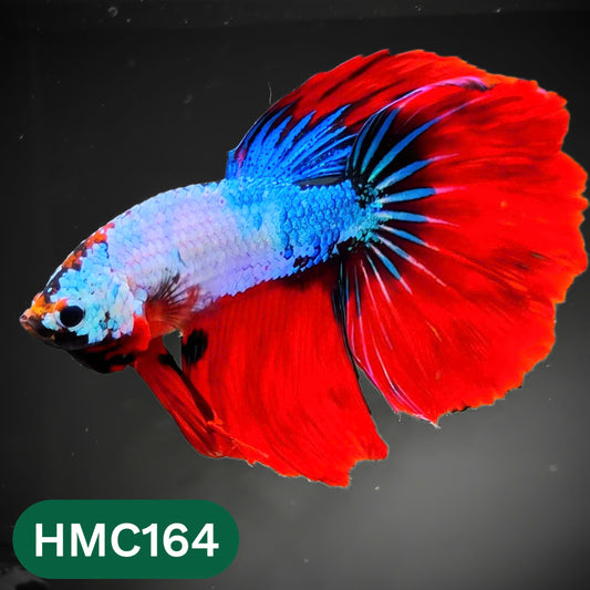 Multicolor Halfmoon Male Betta Fish | Order Directly From Farm | You Pick Fish