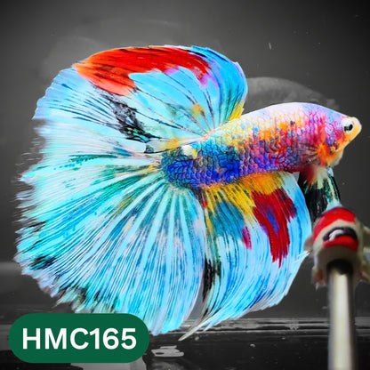 Multicolor Halfmoon Male Betta Fish | Order Directly From Farm | You Pick Fish