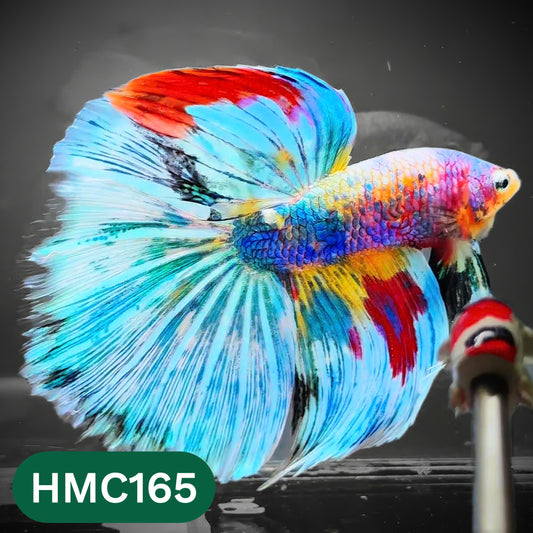 Multicolor Halfmoon Male Betta Fish | Order Directly From Farm | You Pick Fish