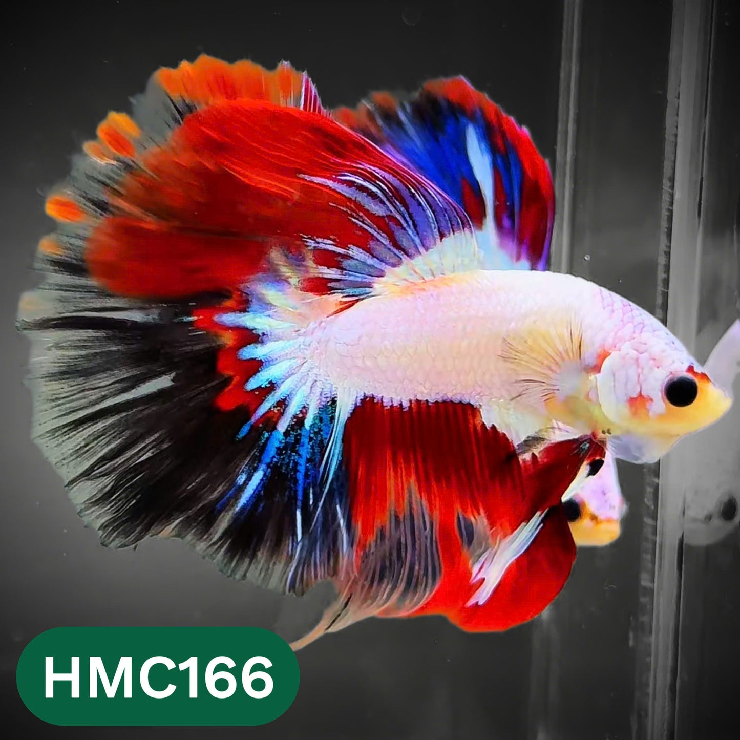 Multicolor Halfmoon Male Betta Fish | Order Directly From Farm | You Pick Fish