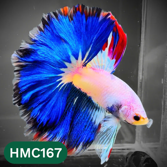 Multicolor Halfmoon Male Betta Fish | Order Directly From Farm | You Pick Fish