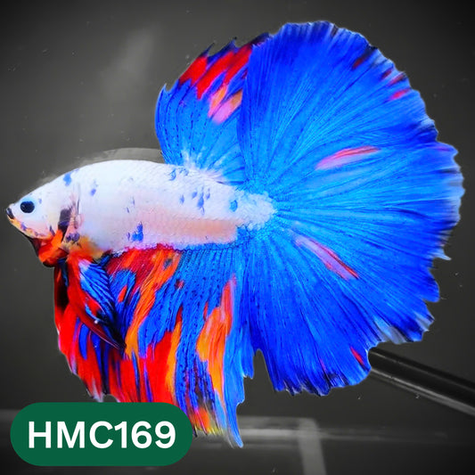 Multicolor Halfmoon Male Betta Fish | Order Directly From Farm | You Pick Fish