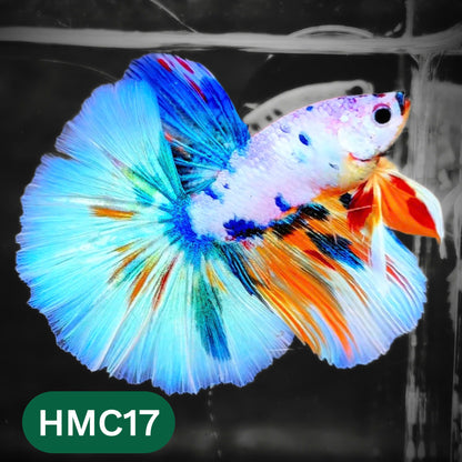 Multicolor Halfmoon Male Betta Fish | High Grade | Order Directly From Farm |  You Pick Fish |