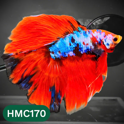 Multicolor Halfmoon Male Betta Fish | Order Directly From Farm | You Pick Fish