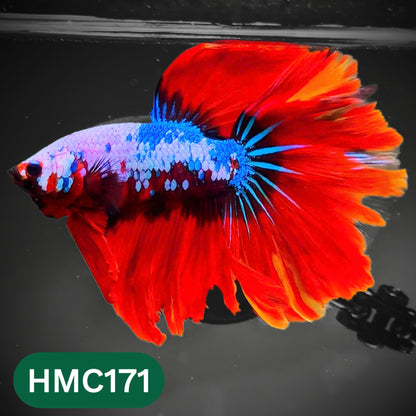 Multicolor Halfmoon Male Betta Fish | Order Directly From Farm | You Pick Fish