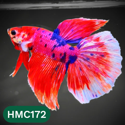 Multicolor Halfmoon Male Betta Fish | Order Directly From Farm | You Pick Fish