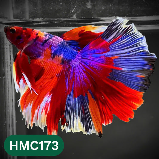 Multicolor Halfmoon Male Betta Fish | Order Directly From Farm | You Pick Fish