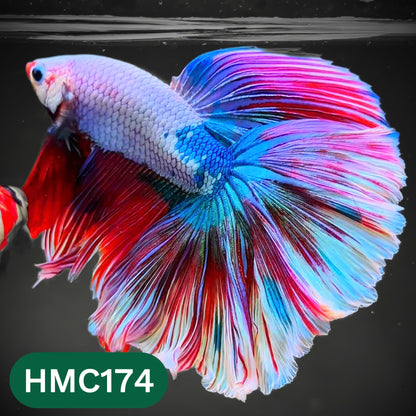 Multicolor Halfmoon Male Betta Fish | Order Directly From Farm | You Pick Fish