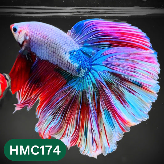 Multicolor Halfmoon Male Betta Fish | Order Directly From Farm | You Pick Fish