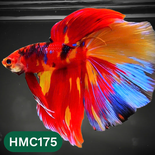Multicolor Halfmoon Male Betta Fish | Order Directly From Farm | You Pick Fish