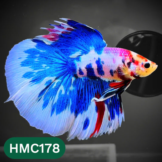 Multicolor Halfmoon Male Betta Fish | Order Directly From Farm | You Pick Fish