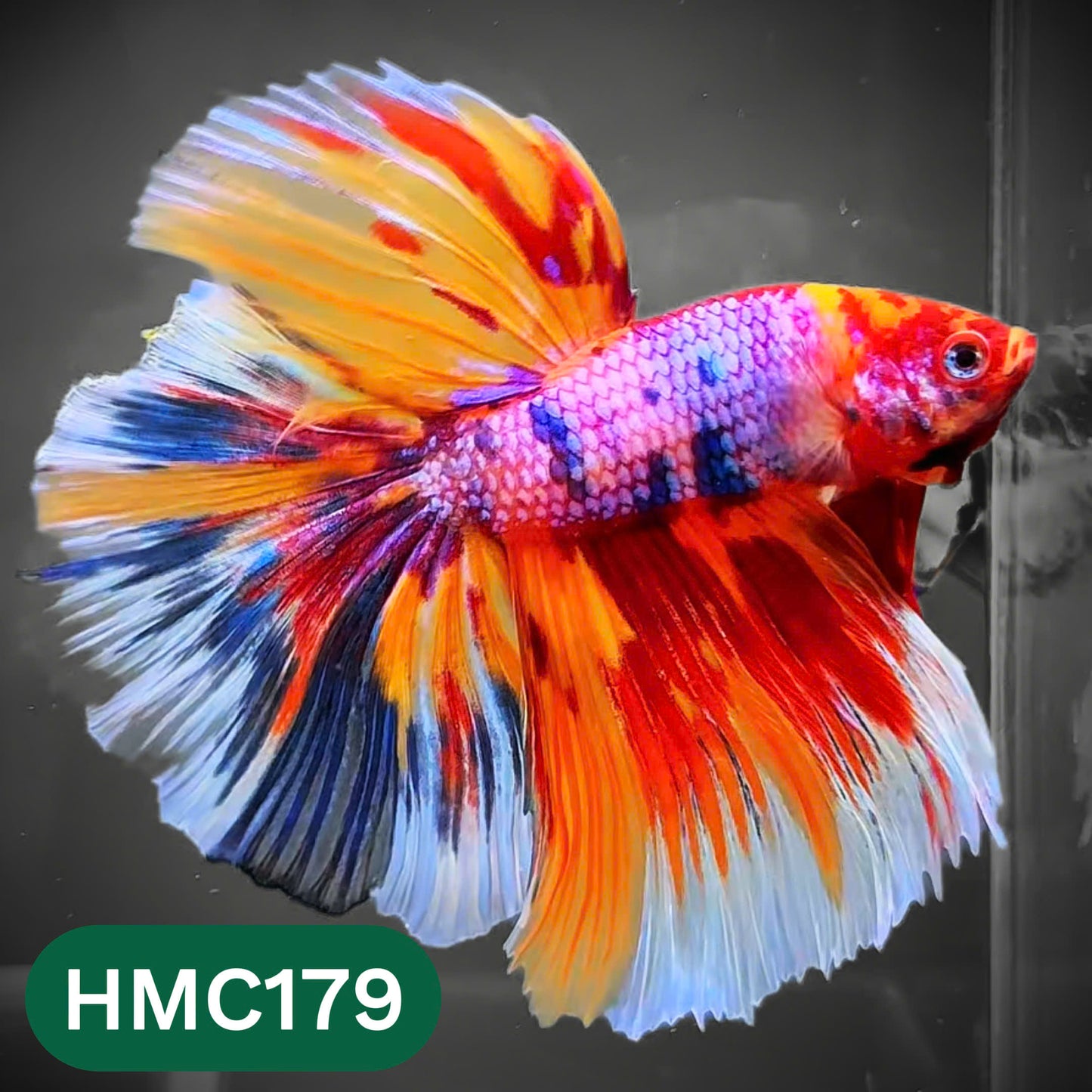 Multicolor Halfmoon Male Betta Fish | Order Directly From Farm | You Pick Fish