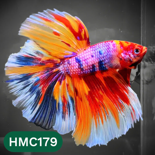 Multicolor Halfmoon Male Betta Fish | Order Directly From Farm | You Pick Fish