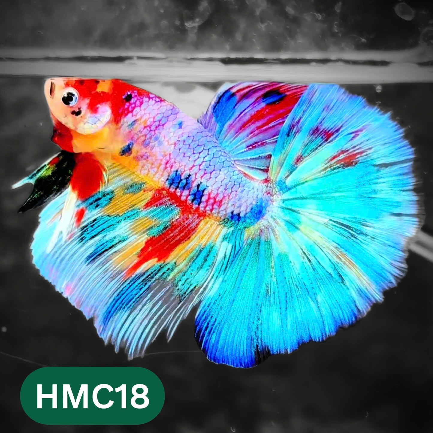 Multicolor Halfmoon Male Betta Fish | High Grade | Order Directly From Farm |  You Pick Fish |